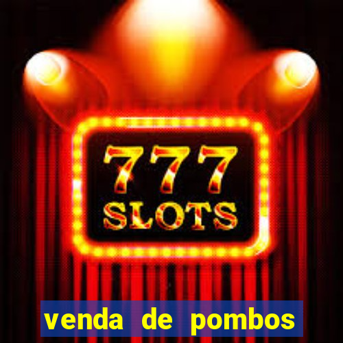 venda de pombos correios olx